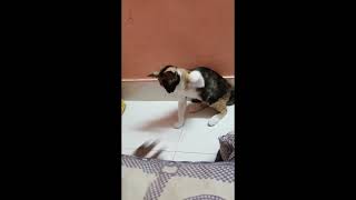 Fun With Copper// Cat by (K)CAT(D) 78 views 2 months ago 39 seconds