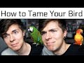 How to Tame Your Bird/Make them like you more! (feat. Sun Conure & Severe Macaw)