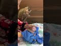 Adorable baby monkey #monkeylove #monkeybaby #adorable #adorablemonkey #babyanimal #monkeysmart
