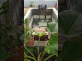Kolam Baru Kura Kura Brasil di Azzam Elvano Turtle Farm(5)
