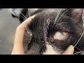 Horizontal nystagmus in a cat (veterinary)
