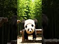 Panda Photo Jump Fail | Lands Too Early | Funniest Animal Moments 2026 | Nebula Shots