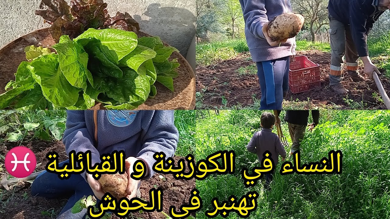 اليوم الرابع من رمضان جوزتو مع وليدى وراجلي في الحوش نحينا البطاطا 🇩🇿♓la récolte de pommes de terre