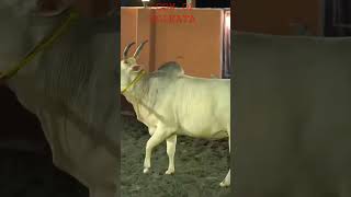 RD cattle farm biggest cow of Rd biggest collection 2023