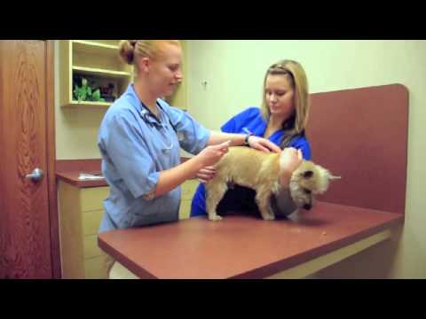 Video: Dog Microchipping FAQ