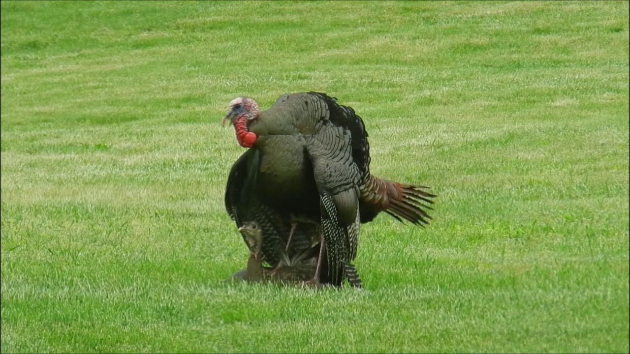 wild-turkeys-mating-youtube