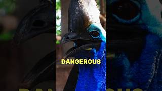 Face to Face with The World’s Most Dangerous Bird!