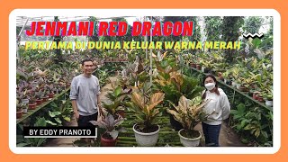 Jenmani Red Dragon, Anthurium Hybrid Complex Eddy Pranoto