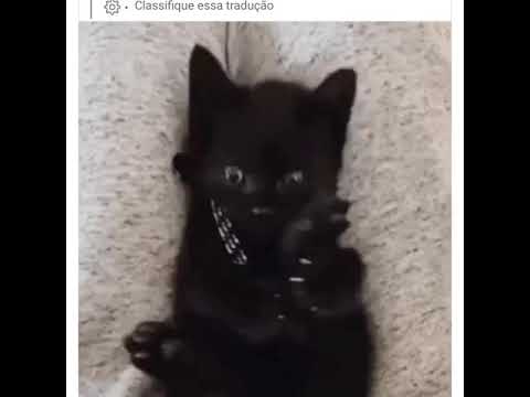 Vídeo: Um gato tem quatro patas?