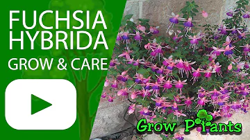 Is fuchsia hybrida a perennial?