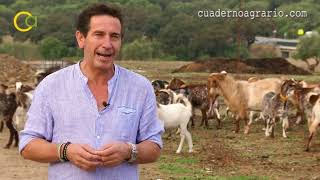 UPA Andalucía aborda la crisis del caprino de leche para Cuaderno Agrario