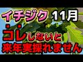 【イチジク】コレしないと来年の実採れません。11月に必ずやって欲しい事についてお話します