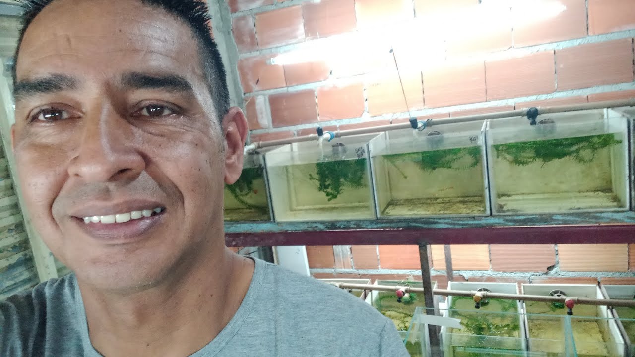 Valores de guppy, variação de cada estufa 