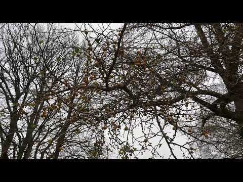 Maidenhair - branches, twigs & fruit - November 2024