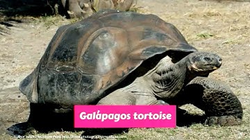 Galapagos giant tortoise (chelonoidis nigra)