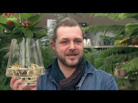 Video: Ist RO-Wasser gut für Pflanzen?