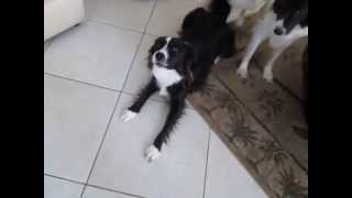 Talking Border Collie, Plays 98% Dead by Dogs are People Too 24,057 views 9 years ago 21 seconds