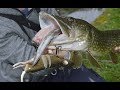 RAT Fishing Lure Gets DEMOLISHED By Hungry Pike