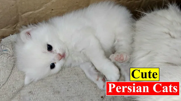 Video 3860581: persian cat newborn kittens, persian cat pet animals, persian cat kitten cute, persian cat show