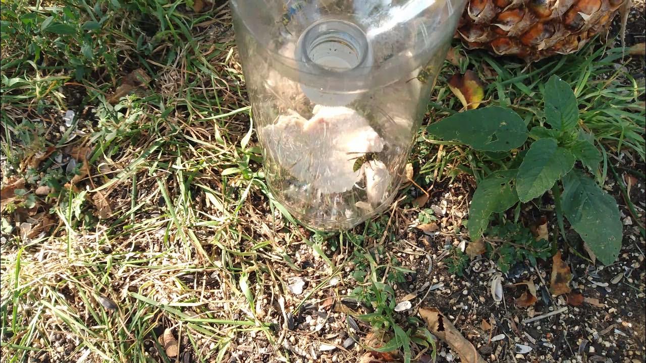 Yellow Jacket trap YouTube