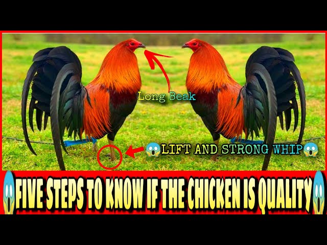 FIVE SIGNS OF GOOD QUALITY CHICKEN. (IDENTIFY YOUR CHICKEN IF QUALITY OR NOT) class=