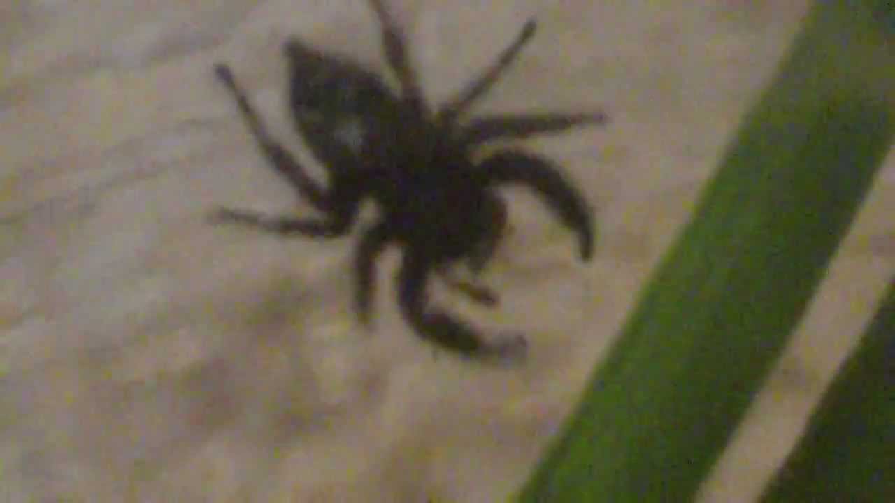 insects picture Craig, the Daring jumping spider