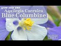 Sow right seeds  blue columbine