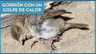 ¿Cómo actuar ante un golpe de calor? 🐦  Veterinario de Aves