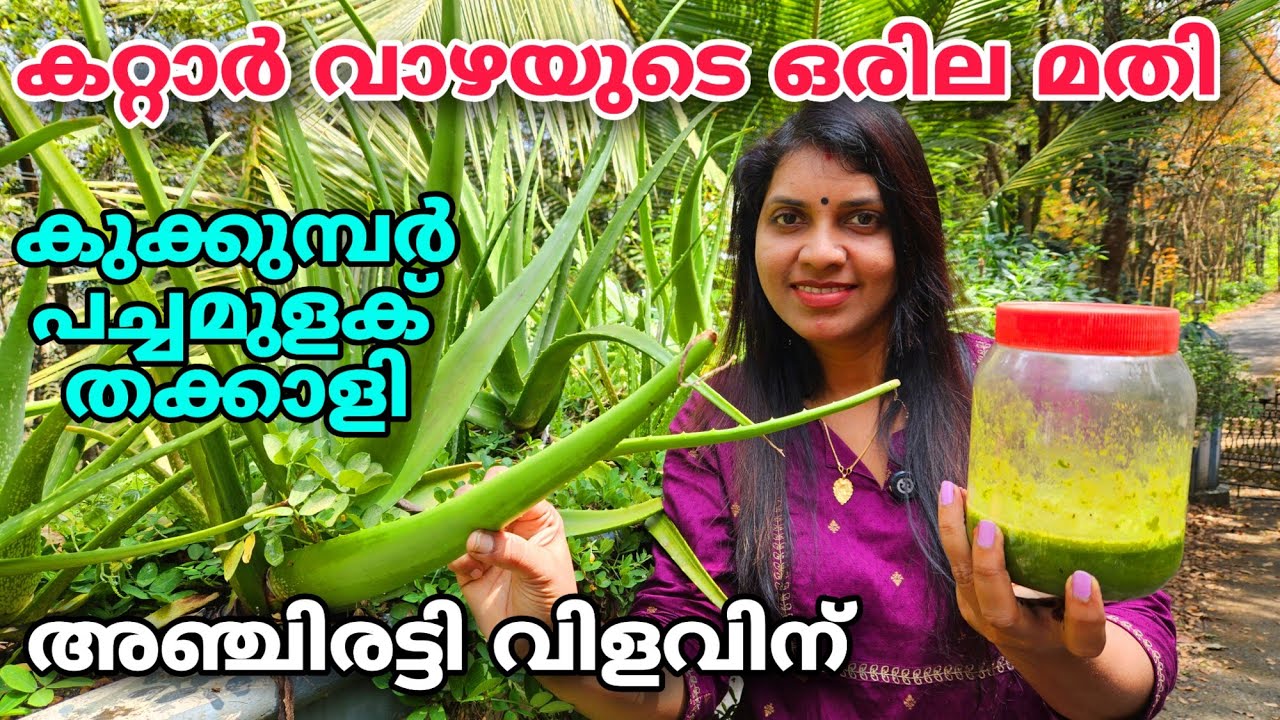 കറ്റാർവാഴയുടെ ഒരു ഇല മതി കുക്കുമ്പർ, മുളക്, തക്കാളി 5 ഇരട്ടി വിളവിന് | Aloe vera leaf fertilizer