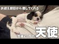 家族になった日から飼い主にべったりの子犬。かわいい寝姿を見ているだけで癒されるお迎えからの30日間