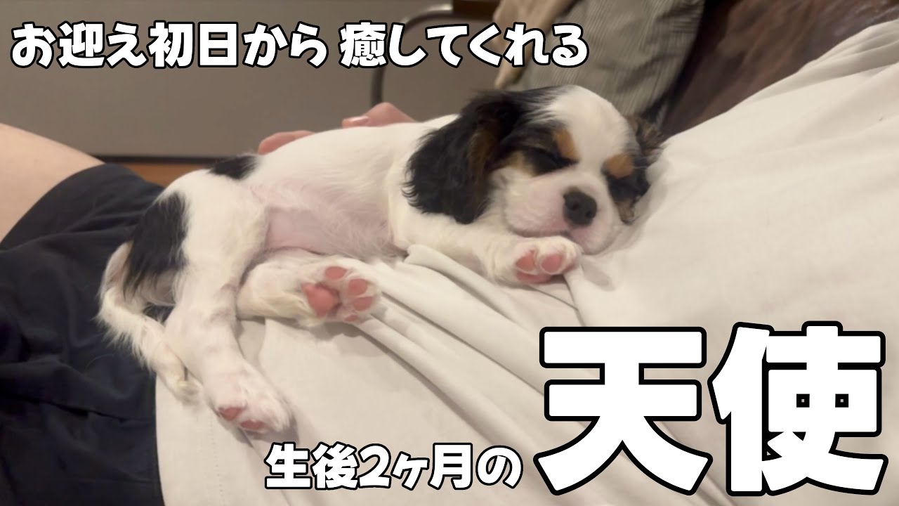 家族になった日から飼い主にべったりの子犬。かわいい寝姿を見ているだけで癒されるお迎えからの30日間