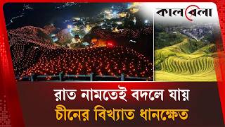 রাত নামলেই ধানক্ষেত জ্বলে ওঠে হাজারো আলো | Rice Field | Kalbela