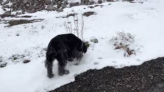 Cash the Standard Schnauzer Enjoying a Nice Spring Day ❄️ ⛄️ by Carla Peterson 356 views 11 months ago 2 minutes, 9 seconds