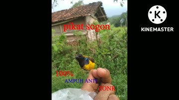 pikat mp3 burung sogon/sogokontong dijamin nempel