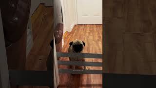 Jumping Pug