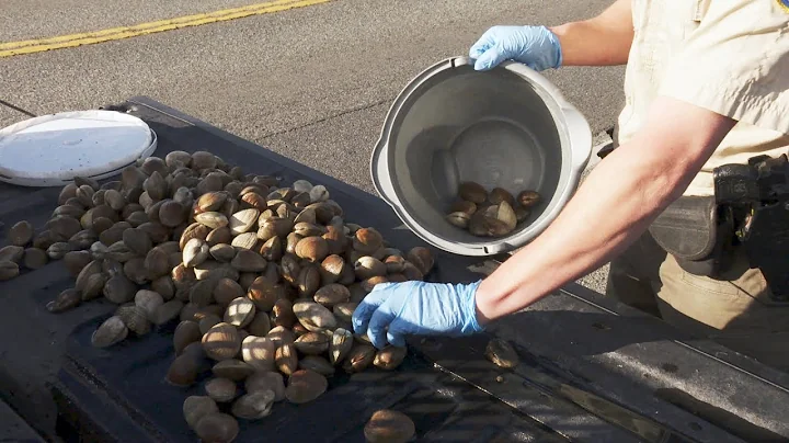 Group Busted Poaching Clams