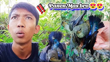 Akhir nya dapat juga/proses pencarian konin liar/mikat burung Kolibri ninja terbaru ‼️