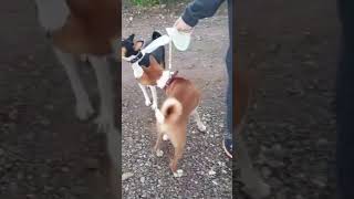 Funny dog ​​duet #basenji #shortvideo #african #comedydog #cutedogs #dogsong #funny