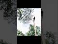 the process of felling tall trees manually