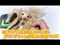 凶暴すぎて怪我の治療もできないとやってきたモモンガちゃんのお預かり保育