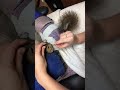 Bot Fly Removal Squirrel