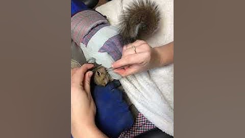 Bot Fly Removal Squirrel