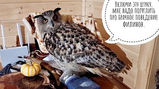 Eagle Owl Yoll puts its own order in the house. Why does an owl need a roll of paper?