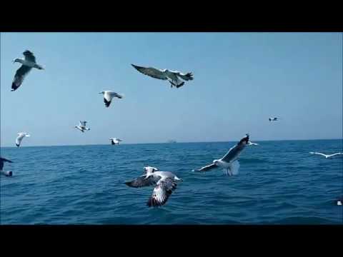 Άσπρα πουλιά τσι θάλασσας-Αξέγνιοι περάτες
