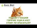 Почему у Кошки Горячие Уши и Нос 🙀 // Опасно ли Это //  Сеть Ветклиник БИО-ВЕТ