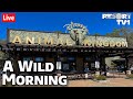 🔴A Wild Morning at Disney's Animal Kingdom - 8-8-21 - Walt Disney World Live Stream