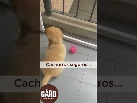 Video: Cómo proteger a un perro de los animales en el patio trasero