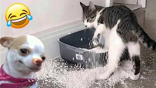 Funniest Animals Complication🥰 New Funny Cat Videos😸😸 #25