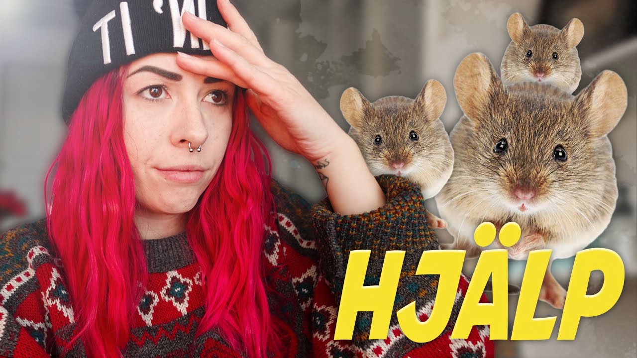 MÖSSEN FÖRSTÖR MITT HUS 😰 || Vlogg