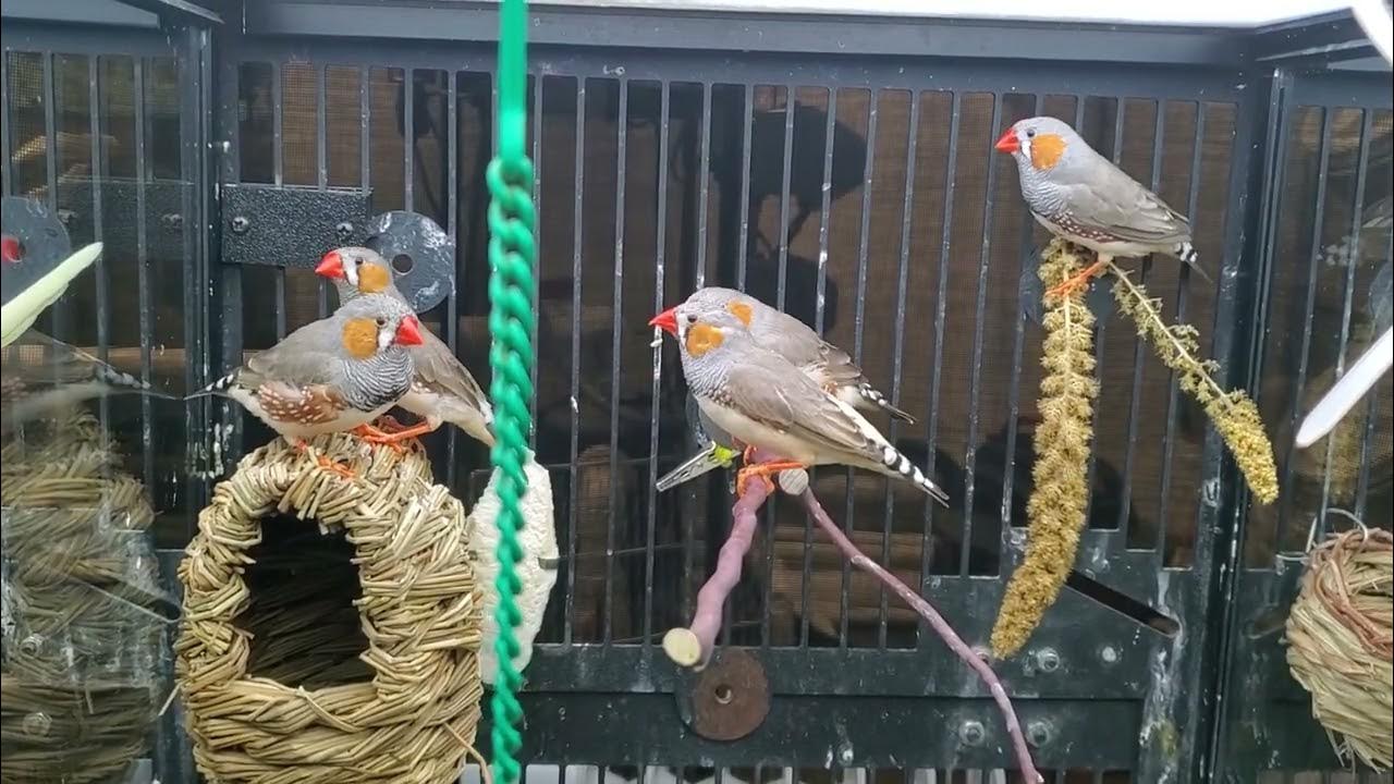 PetSmart Zebra Finches (Волнистых попугаев) YouTube